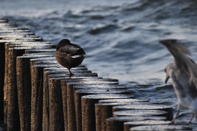 Ente, Meer, Der Ostsee, Sommer, Natur