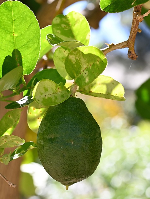 Limón, Lima, Fruta, Agrios, Verde, Nuevo