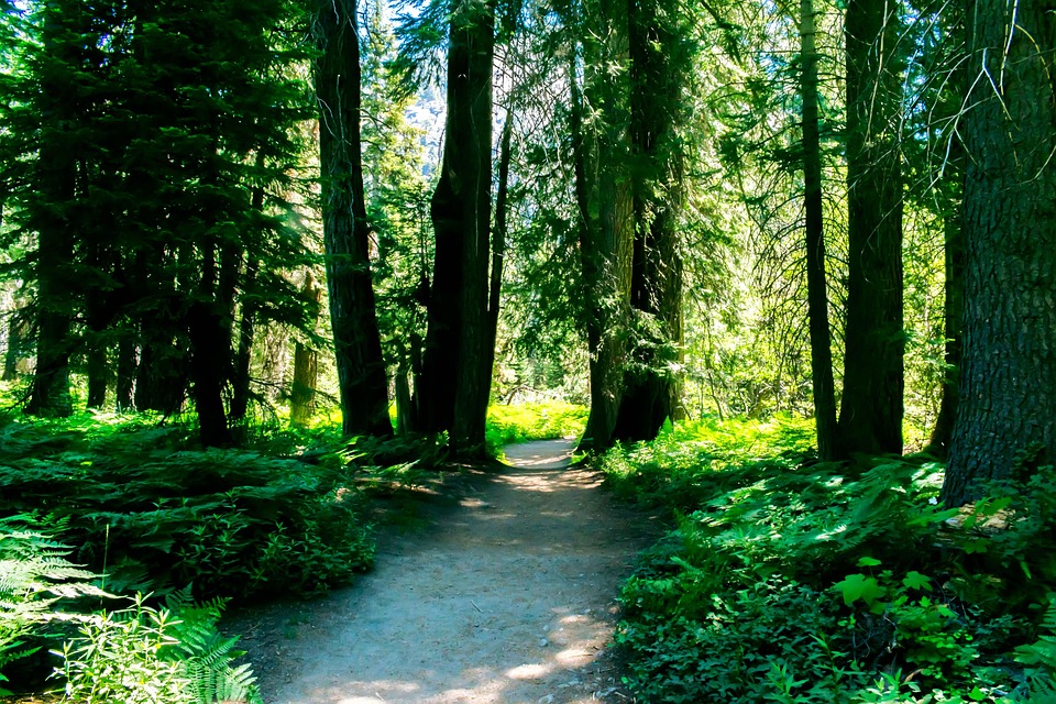 Foresta Natura Alberi Foto Gratis Su Pixabay foresta-natura-alberi-foto-gratis-su-pixabay