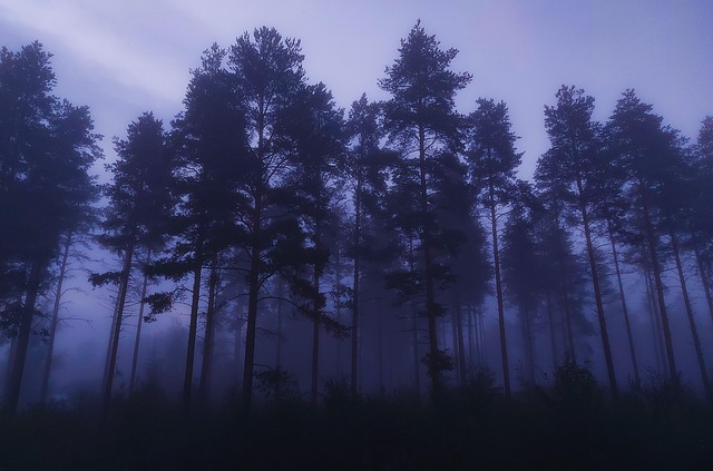 Free Fog Evening photo and picture