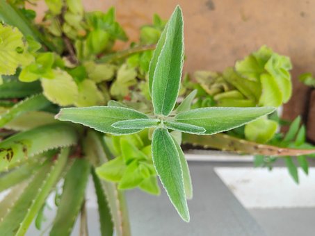 Grønne Blade, Blade, Grøn, Blad, Plante