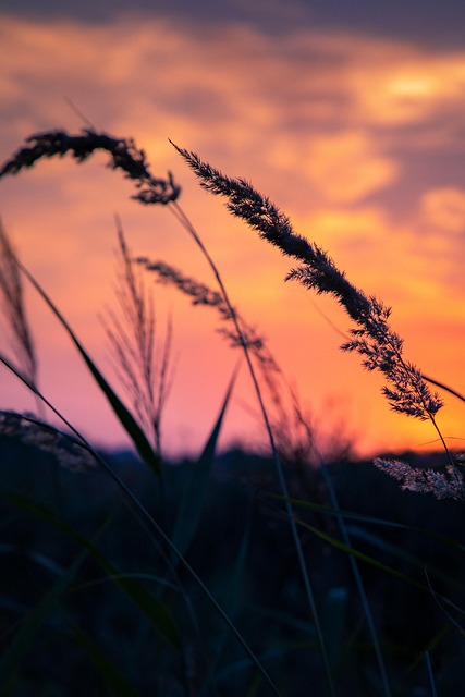 Pôr Do Sol, Natureza, Planta