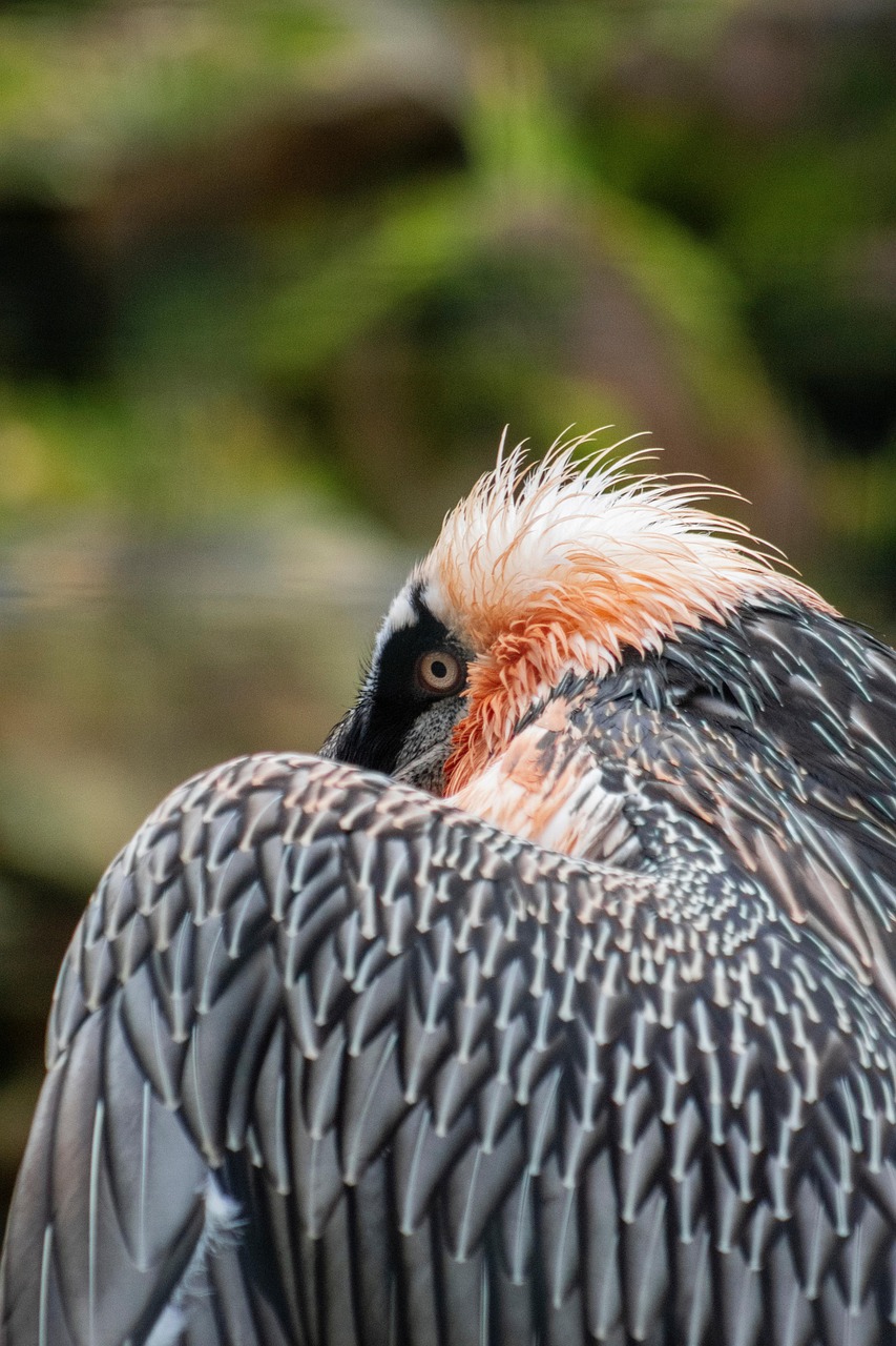 Free Bearded Vulture Raptor photo and picture