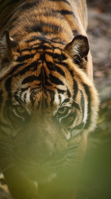 Free Tiger Nature photo and picture