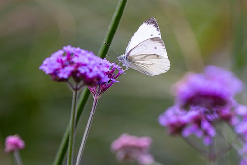 Blomst, Plante, Sommerfugl, Tæt Op