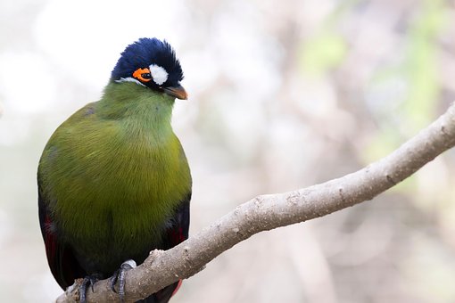 Turaco, Fugl, Fugleture, Dyr, Natur