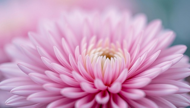 Free ai generated chrysanthemum pink illustration