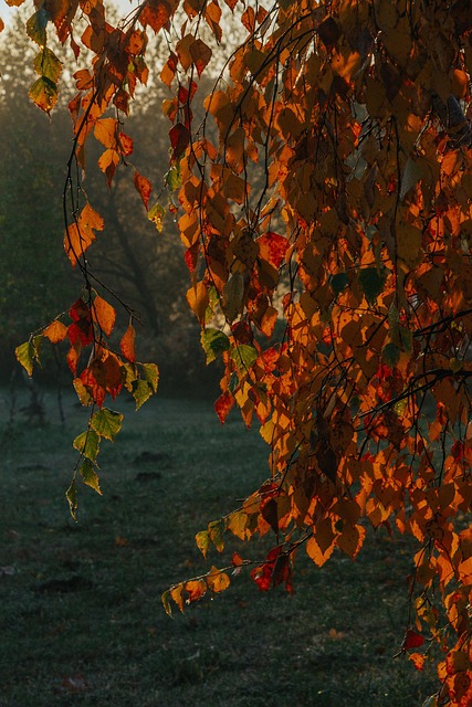 Outono, Árvore, Natureza, Paisagem