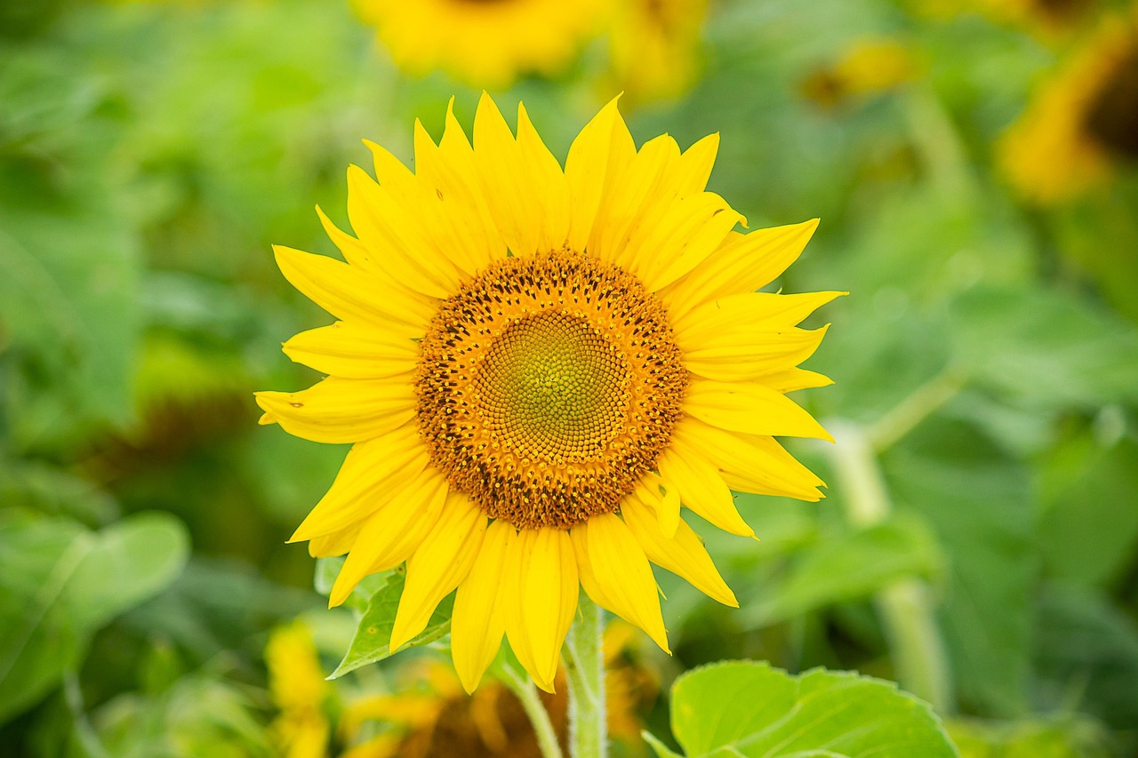  Sonnenblume Blume Pflanze - Kostenloses Foto auf Pixabay Bildidee 