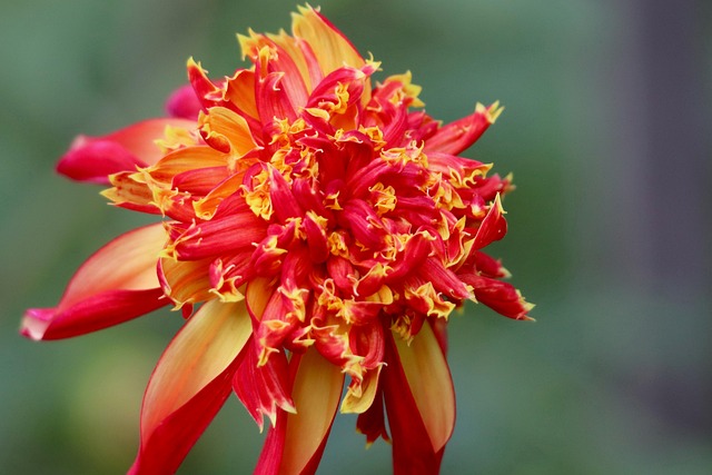 Free Dahlia Dahlia Flower photo and picture