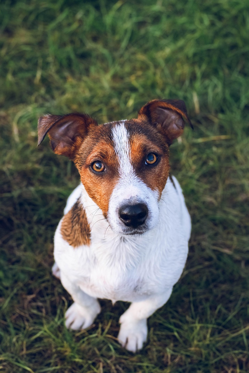 Jack Russel Dog Animal - Free photo on Pixabay