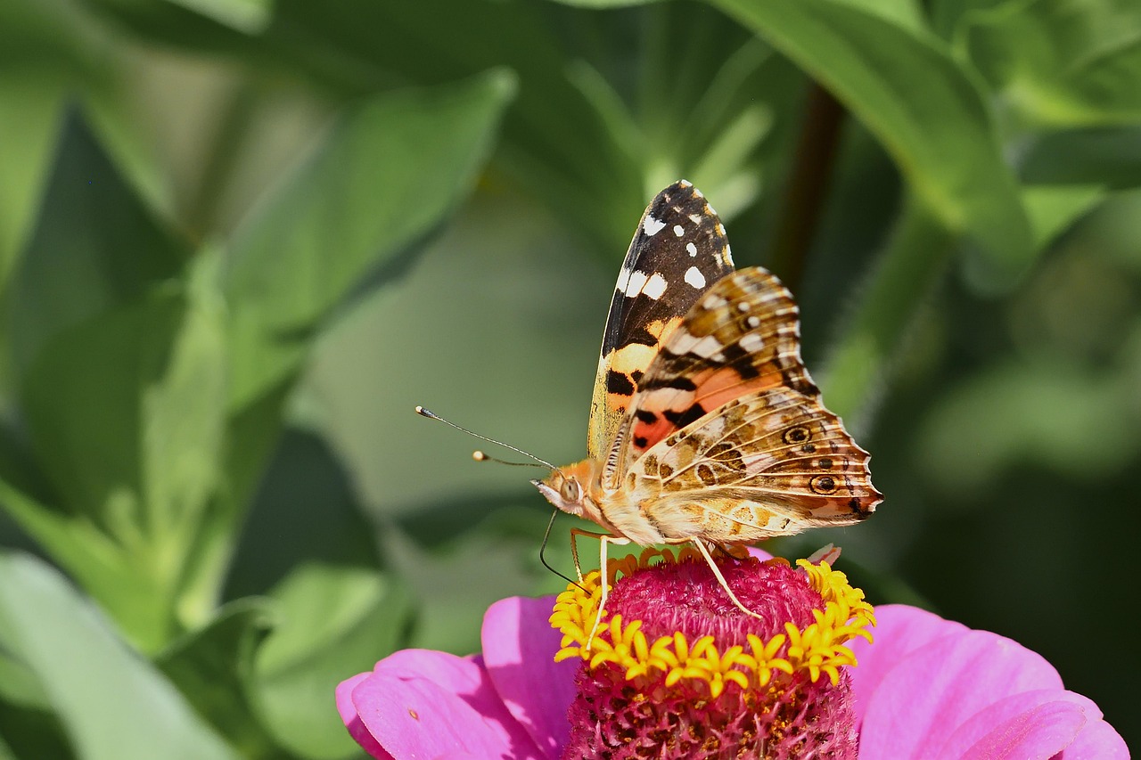Butterfly Distelfalter Wings - Free photo on Pixabay - Pixabay