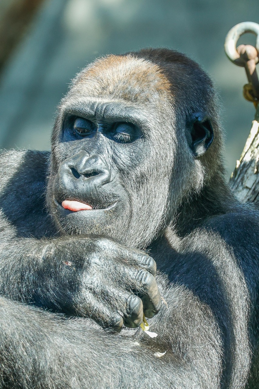 Gorilla Affe Natur Kostenloses Foto Auf Pixabay