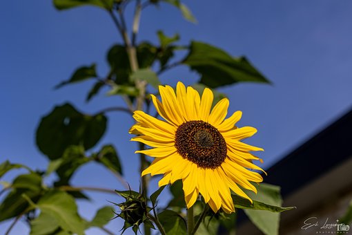Girasol, Naturaleza, Amarillo, Pétalos