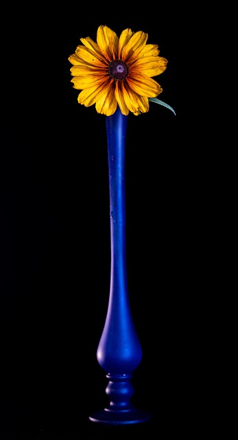 Flor, Planta, Jarrón, Rudbeckia Hirta