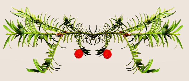 Free Tree Yew photo and picture