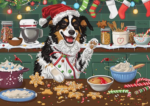 Pastor Australiano, Navidad, Cocinero
