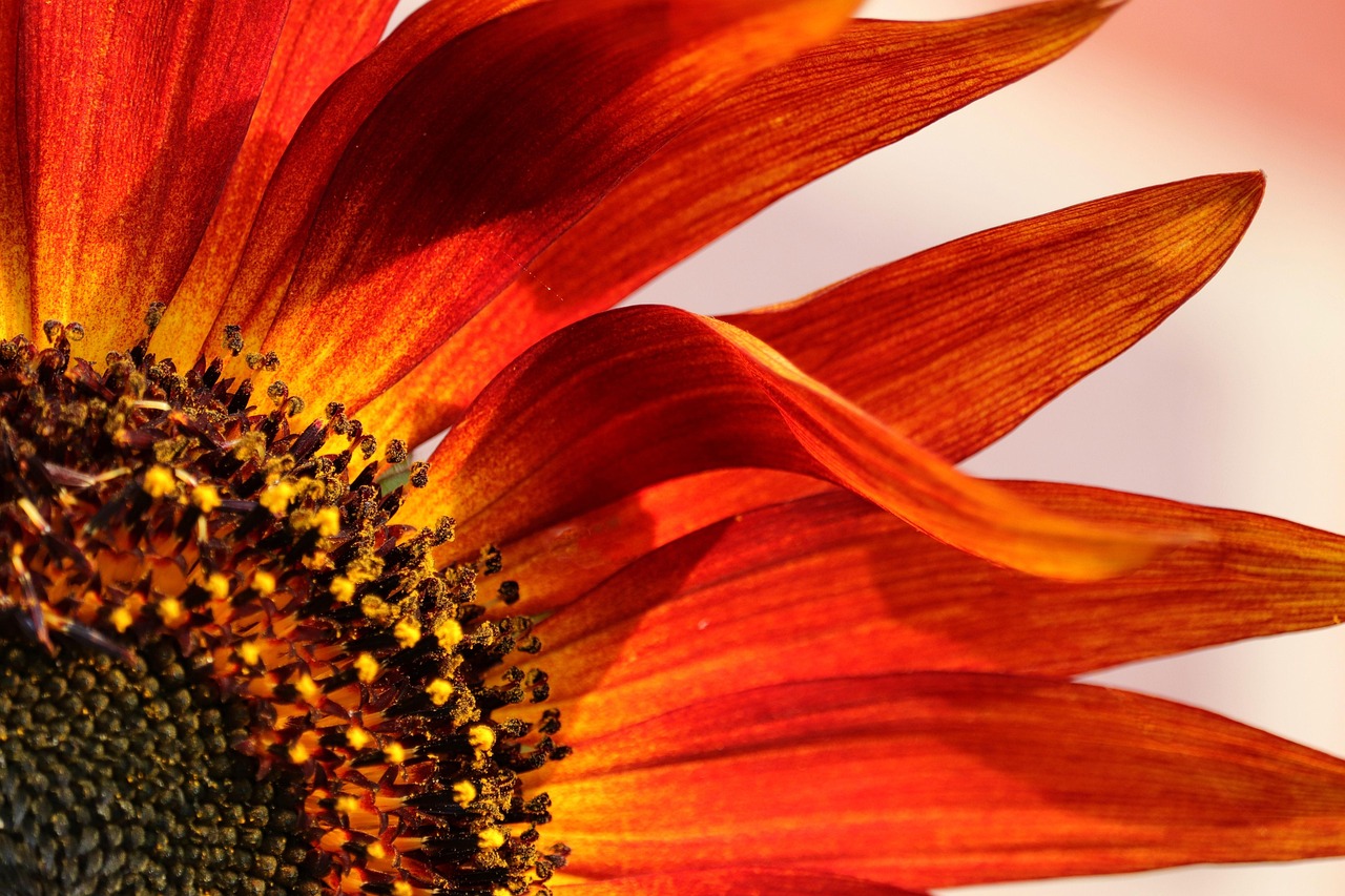 Sunflower Flower Plant Free Photo On Pixabay Pixabay sunflower-flower-plant-free-photo-on-pixabay-pixabay