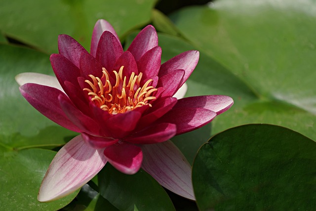 40,000+ Free Lotus Desktop Wallpaper & Hd Wallpaper Images - Pixabay