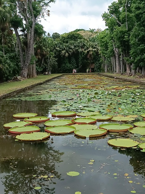 Free Mauritius Botanical Garden photo and picture