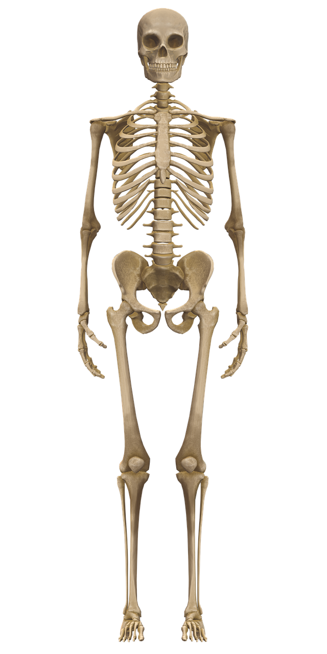 Download Skeleton, Bones, Anatomy. RoyaltyFree Stock Illustration