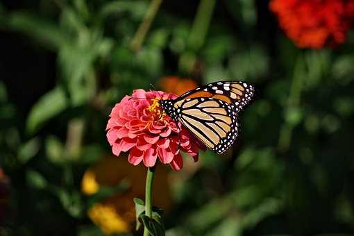 Schmetterling, Blume, Sommer