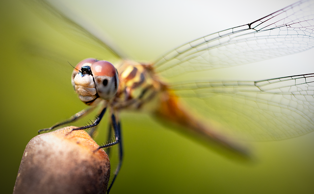 Libelle, Insekt, Flügel, Entomologie