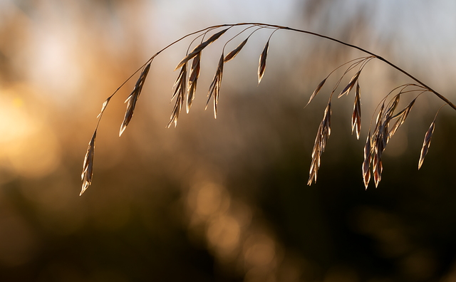 Free grass meadow nature illustration