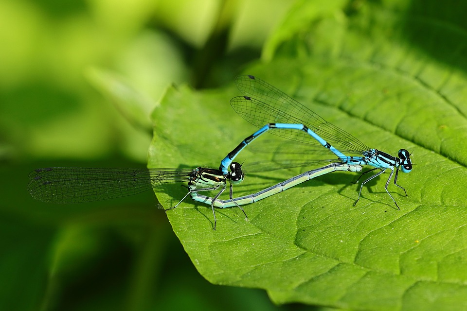 Dragonflies Insect Close Up - Free photo on Pixabay - Pixabay