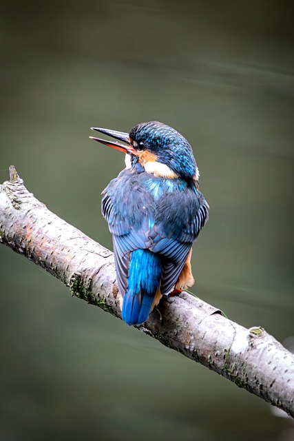 Eisvogel, Vogel, Tier, Tierwelt