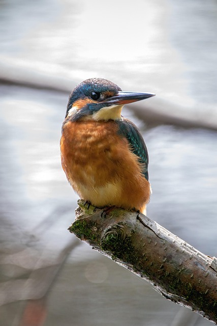 Vogel, Eisvogel, Natur, Tier, Tierwelt