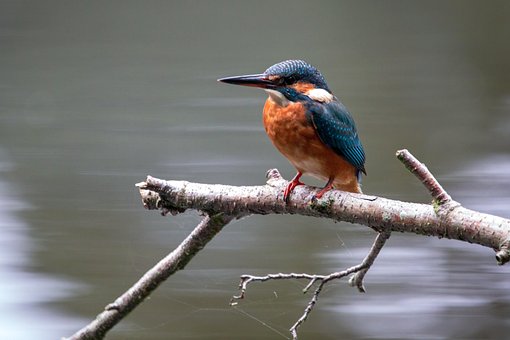 Vogel, Eisvogel, Schnabel, Natur, Tier