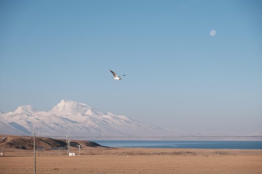Free Seagull Lake photo and picture