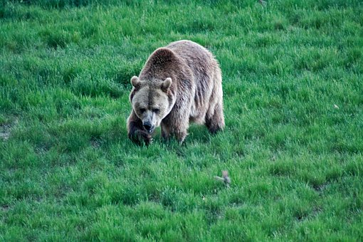 Free Bear The Wild Animal Sanctuary photo and picture