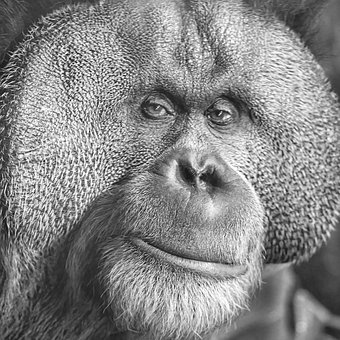 Free Orangutan Primate photo and picture