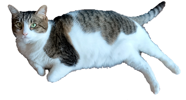 Kat, Dier, Huisdier, Leggen, Calico
