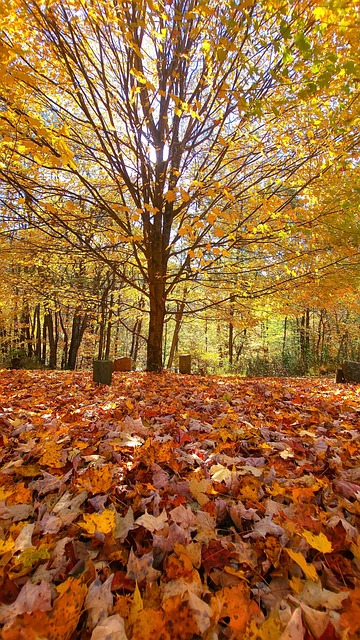 Free Autumn Leaves photo and picture