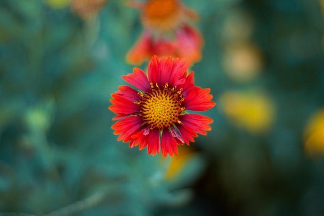 Free Flower Nature photo and picture