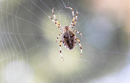 Edderkop, Insekt, Vinklet Orbweaver