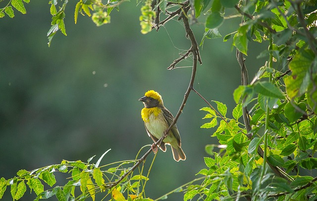 Download free HD stock image of Baya Weaver Bird Free Baya Weaver Bird photo and picture