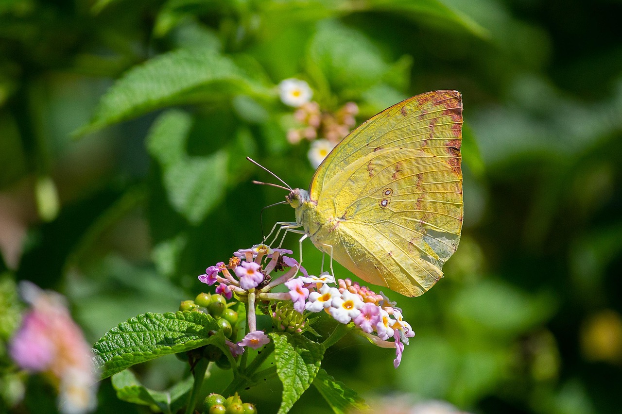 Cool Pollinating Insects Insect Entomology Pollination - Free photo on Pixabay - Pixabay