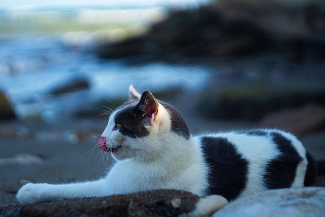 Download free HD stock image of Cat Animal Free Cat Animal photo and picture