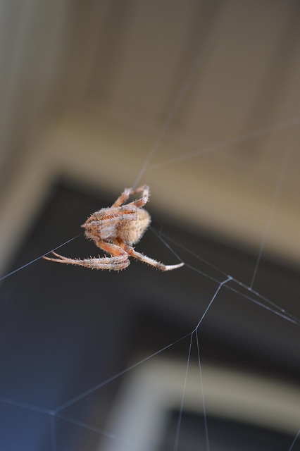 Free Insect Entomology photo and picture