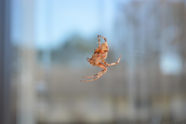 Free Spider Spotted Orbweaver photo and picture