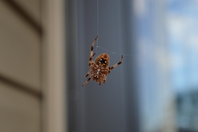 Free Insect Entomology photo and picture