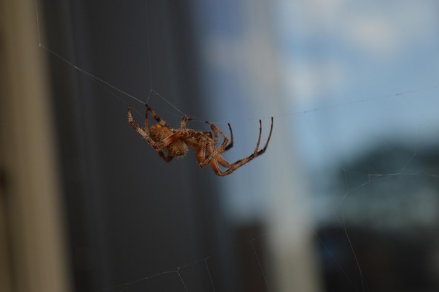 Free Insect Spider photo and picture