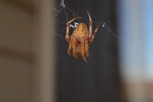 Free Insect Entomology photo and picture