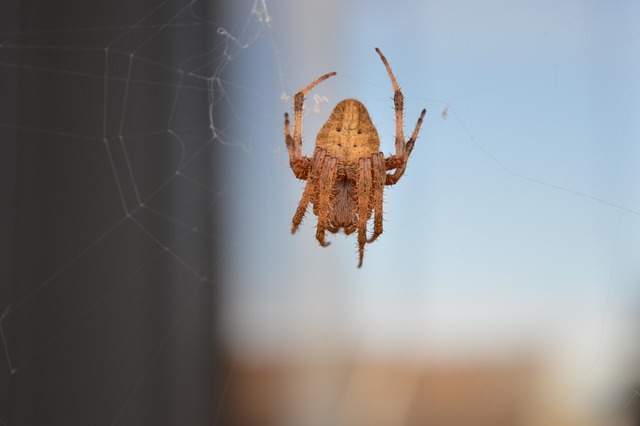 Free Insect Entomology photo and picture
