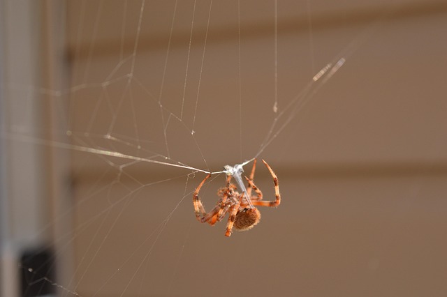 Free Insect Entomology photo and picture