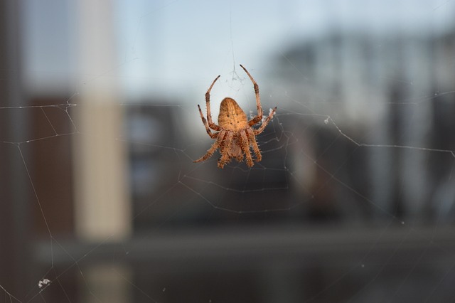 Free Insect Entomology photo and picture